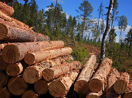pile of logs in forest.